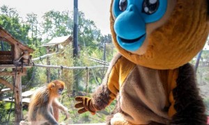 访华结束前，马克龙把熊猫弄到手了